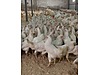 Pets & Livestock / Poultry & Fowl / Chickens