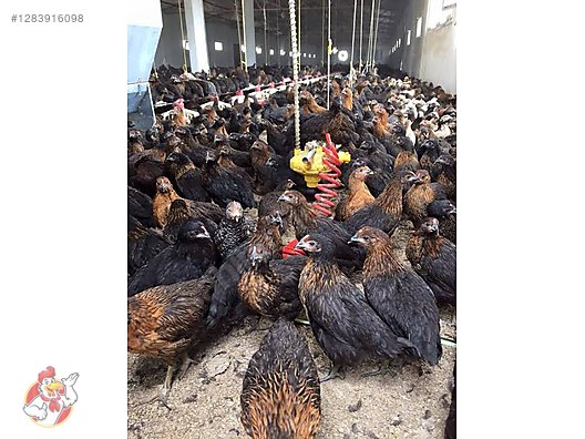 Pets & Livestock / Poultry & Fowl / Chickens