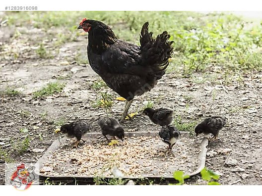 Pets & Livestock / Poultry & Fowl / Chickens