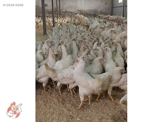 Pets & Livestock / Poultry & Fowl / Chickens