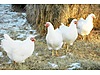 Pets & Livestock / Poultry & Fowl / Chickens