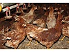Pets & Livestock / Poultry & Fowl / Chickens