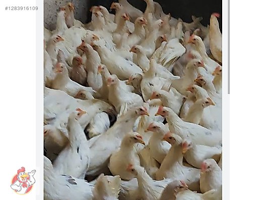 Pets & Livestock / Poultry & Fowl / Chickens