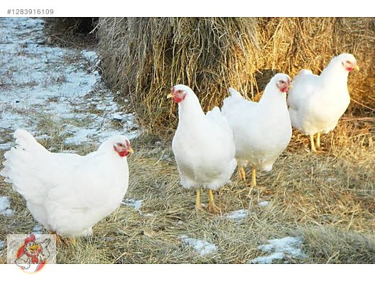 Pets & Livestock / Poultry & Fowl / Chickens