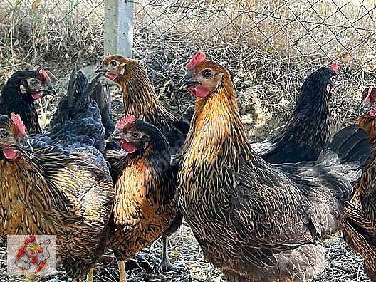 Pets & Livestock / Poultry & Fowl / Chickens