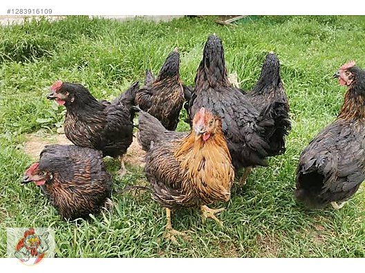 Pets & Livestock / Poultry & Fowl / Chickens