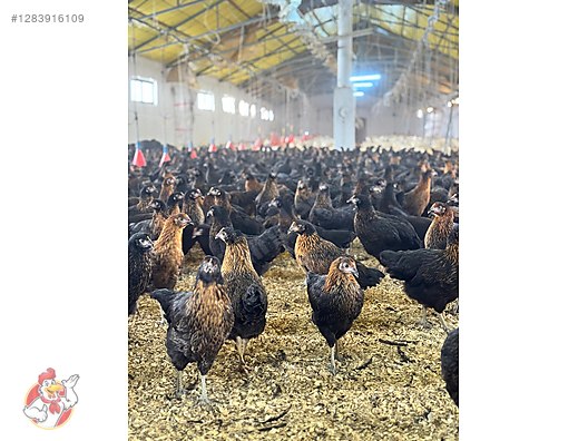 Pets & Livestock / Poultry & Fowl / Chickens