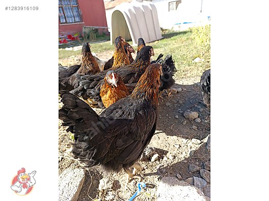 Pets & Livestock / Poultry & Fowl / Chickens