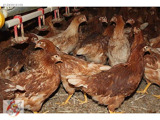 Pets & Livestock / Poultry & Fowl / Chickens