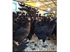 Pets & Livestock / Poultry & Fowl / Chickens