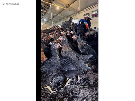 Pets & Livestock / Poultry & Fowl / Chickens