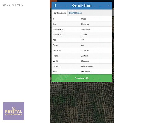 MUDANYA AYDINPINARDA SATILIK ZEYTİNLİK
