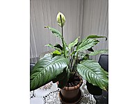 Barış çiçeği (Spathiphyllum)