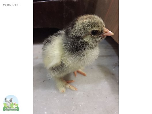 Kuluckalik Yumurta Dark Brahma Kuluckalik Yumurta Ve Civciv Sahibinden Comda 888917671 Kuluckalik Yumurta Dark Brahma Kuluckalik Yumurta Ve Civciv Sahibinden Comda 888917671