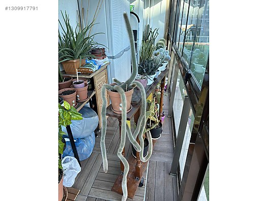 monstera wet stick Variegated Monstera Albo Node (1 Node Cutting) (High Variegation) –  Optiflora main image 1