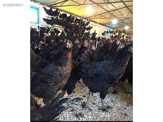 Pets & Livestock / Poultry & Fowl / Chickens