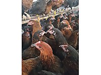 Catalca Satilik Tavuk Cinsleri Ve Fiyatlari Sahibinden Com Da