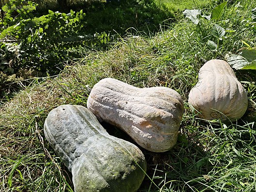 Used & Brand New Items / Foods & Feed / Fruits & Vegetables / Vegetables