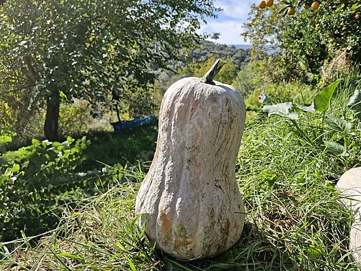 Used & Brand New Items / Foods & Feed / Fruits & Vegetables / Vegetables