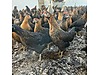 Pets & Livestock / Poultry & Fowl / Chickens