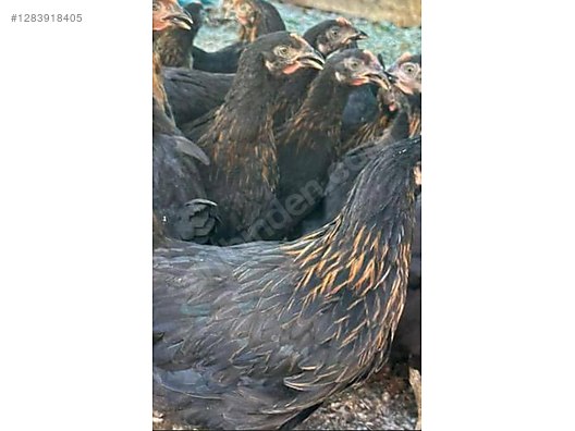 Pets & Livestock / Poultry & Fowl / Chickens