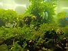 Pets & Livestock / Aquarium Fish / Invertebrates / Shrimp