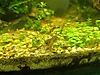 Pets & Livestock / Aquarium Fish / Invertebrates / Shrimp