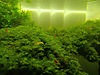 Pets & Livestock / Aquarium Fish / Invertebrates / Shrimp