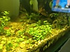 Pets & Livestock / Aquarium Fish / Invertebrates / Shrimp