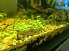 Pets & Livestock / Aquarium Fish / Invertebrates / Shrimp