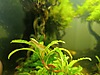 Pets & Livestock / Aquarium Fish / Invertebrates / Shrimp