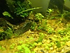 Pets & Livestock / Aquarium Fish / Invertebrates / Shrimp