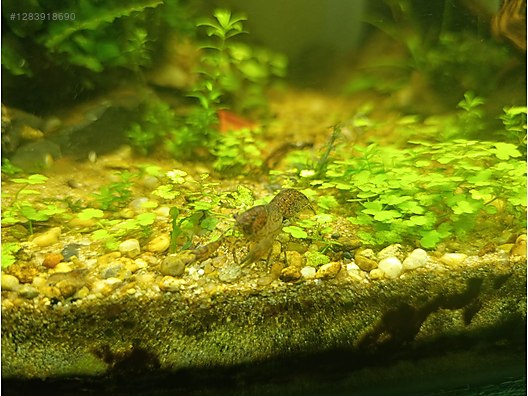 Pets & Livestock / Aquarium Fish / Invertebrates / Shrimp