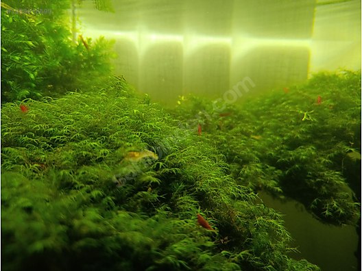 Pets & Livestock / Aquarium Fish / Invertebrates / Shrimp