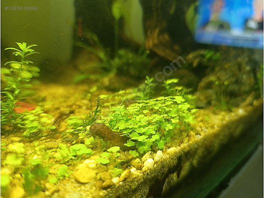 Pets & Livestock / Aquarium Fish / Invertebrates / Shrimp