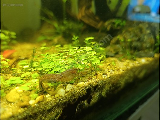 Pets & Livestock / Aquarium Fish / Invertebrates / Shrimp
