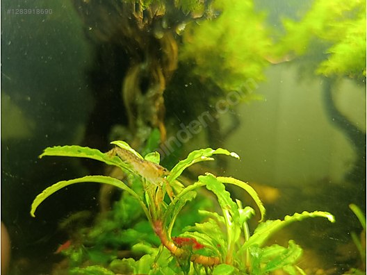 Pets & Livestock / Aquarium Fish / Invertebrates / Shrimp