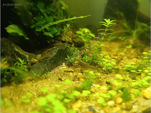 Pets & Livestock / Aquarium Fish / Invertebrates / Shrimp