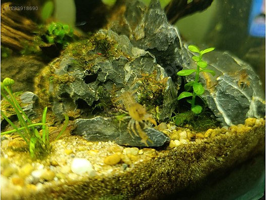 Pets & Livestock / Aquarium Fish / Invertebrates / Shrimp