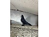 Pets & Livestock / Poultry & Fowl / Pigeons