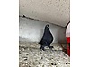 Pets & Livestock / Poultry & Fowl / Pigeons