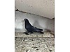 Pets & Livestock / Poultry & Fowl / Pigeons