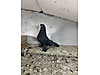 Pets & Livestock / Poultry & Fowl / Pigeons