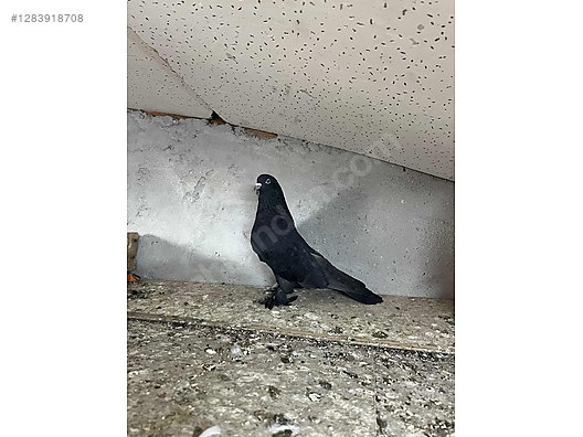 Pets & Livestock / Poultry & Fowl / Pigeons