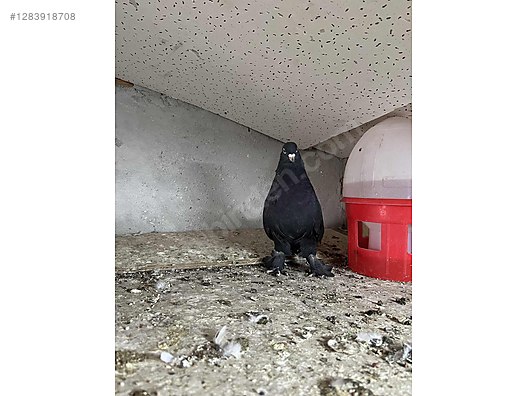 Pets & Livestock / Poultry & Fowl / Pigeons