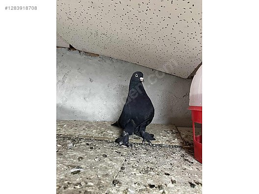 Pets & Livestock / Poultry & Fowl / Pigeons