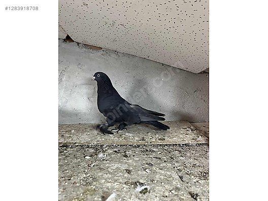 Pets & Livestock / Poultry & Fowl / Pigeons