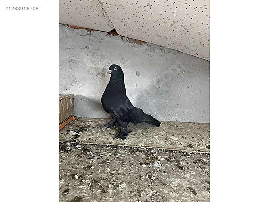 Pets & Livestock / Poultry & Fowl / Pigeons