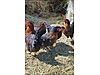Pets & Livestock / Poultry & Fowl / Chickens