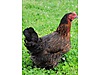 Pets & Livestock / Poultry & Fowl / Chickens